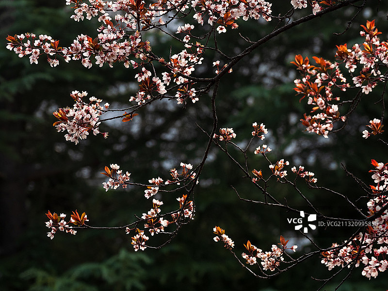 河南郑州春天的公园花径图片素材