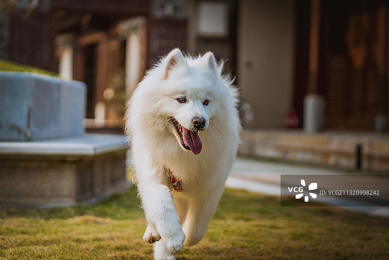 一只快乐奔跑的天使萨摩耶图片素材