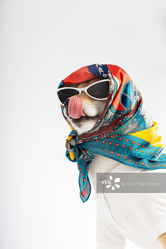 宠物摄影 大片既视感 柴犬小马图片素材