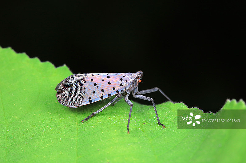 斑衣蜡蝉图片素材