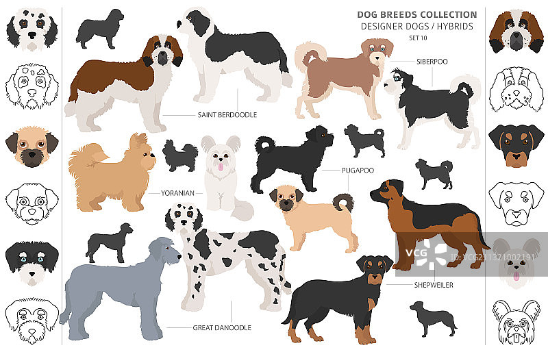 混血杂交品种犬设计师系列图片素材