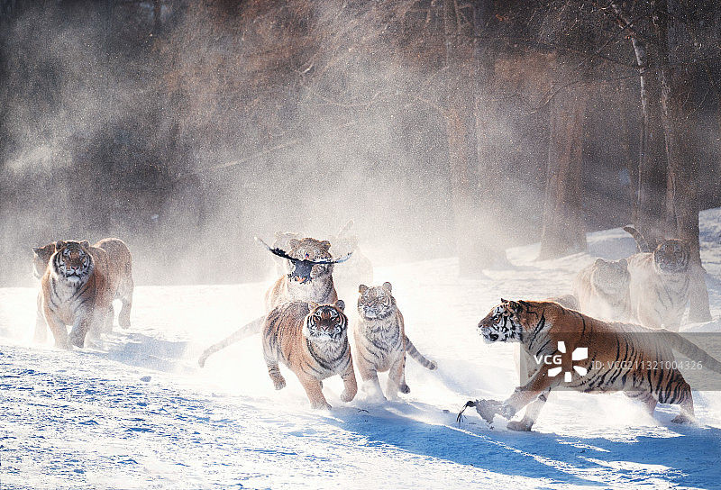 饿虎扑食图片素材