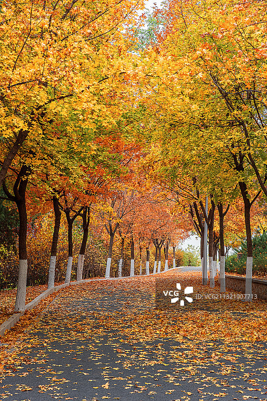 秋色正浓图片素材