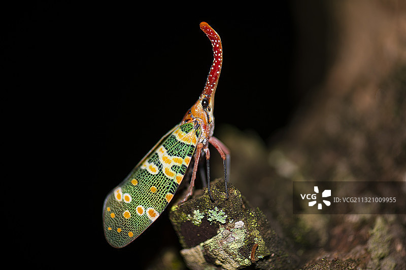 一只昆虫站立在龙眼树上、龙眼鸡、昆虫图片素材