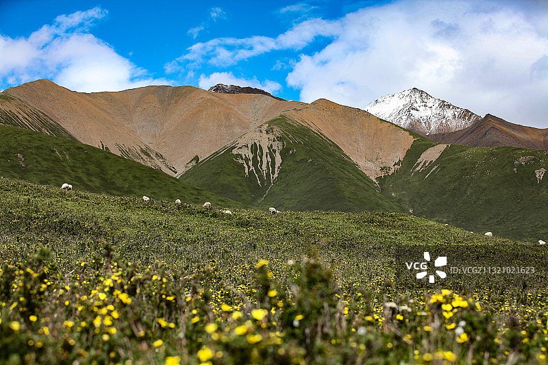 中国青海岗什卡雪山脚下夏日的花海和羊群图片素材