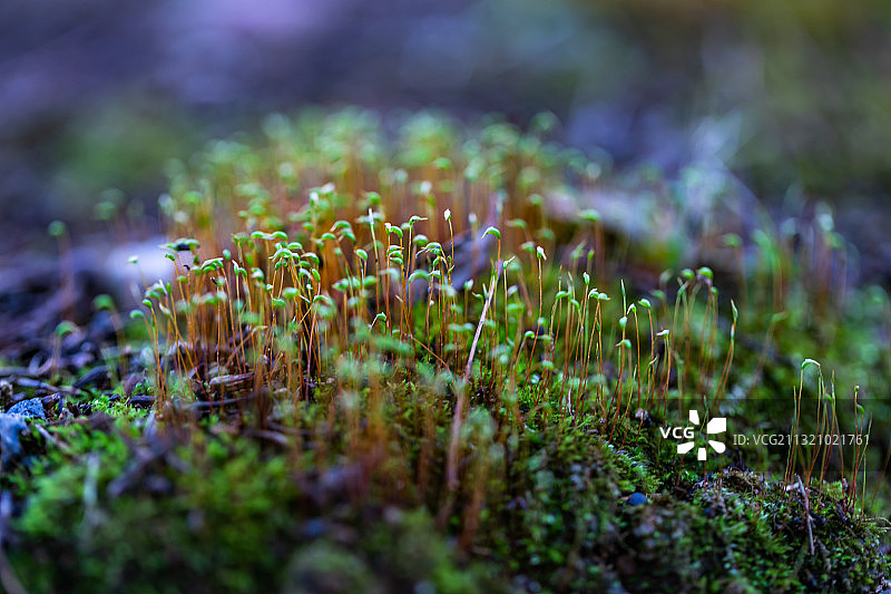 苔花图片素材