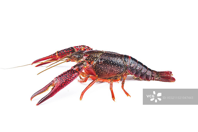 鲜活的小龙虾图片素材