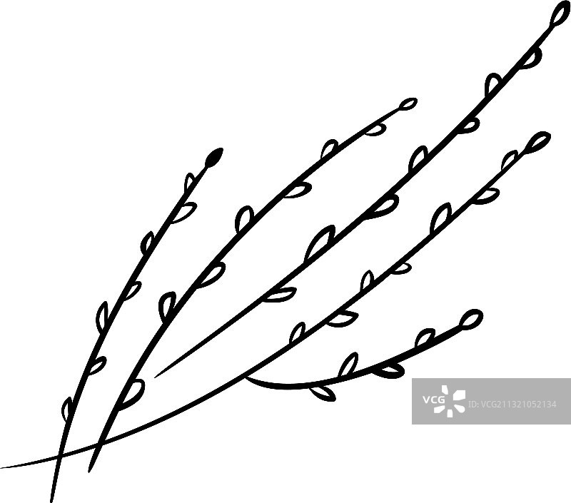 带有花蕾的猫柳树枝图片素材