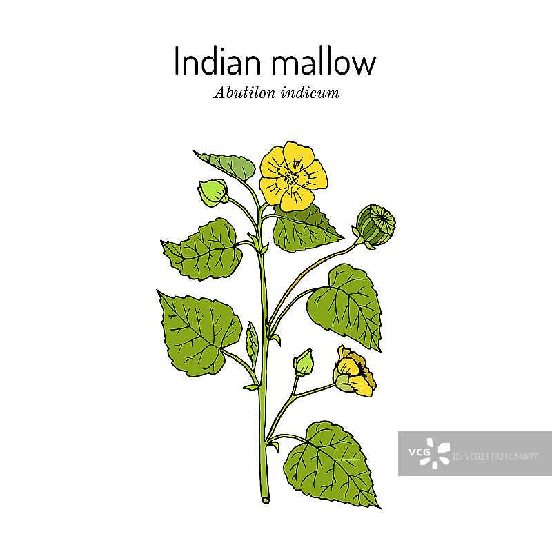 印度苘麻图片素材