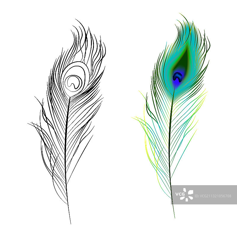 明亮的多彩黑白孔雀图片素材