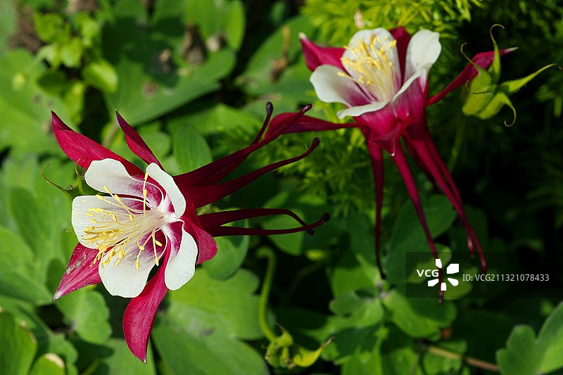 耧斗菜图片素材