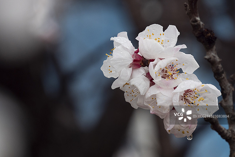 春天雨中杏花杏花开放花香雨水图片素材