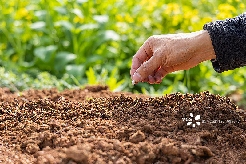 春天阳光下手拿种子准备播种特写图片素材