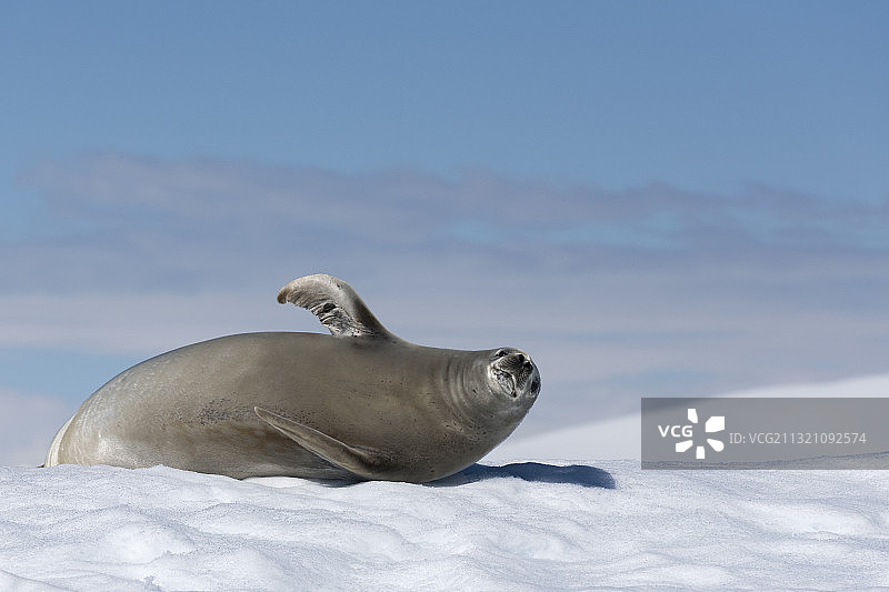 南极--悠闲的海豹图片素材