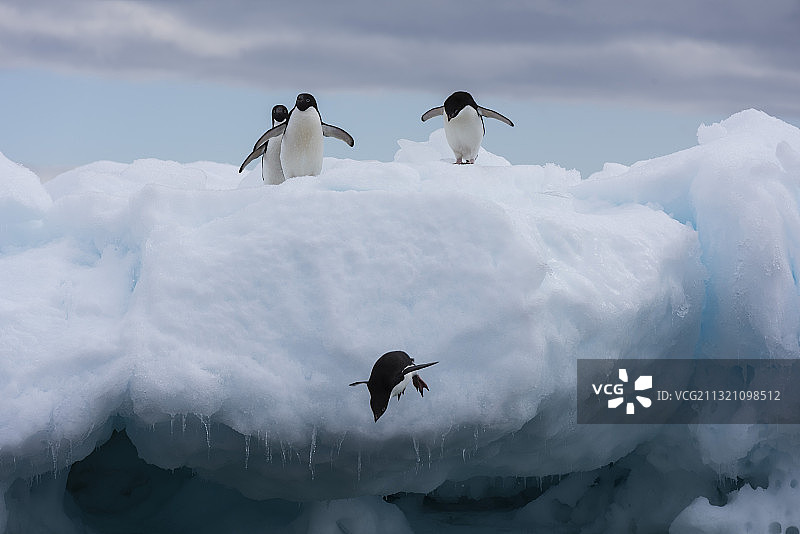 南极--阿德利企鹅的跳水比赛图片素材