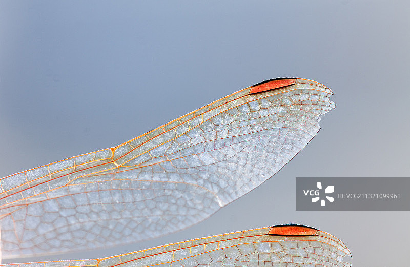 昆虫·蜻蜓图片素材