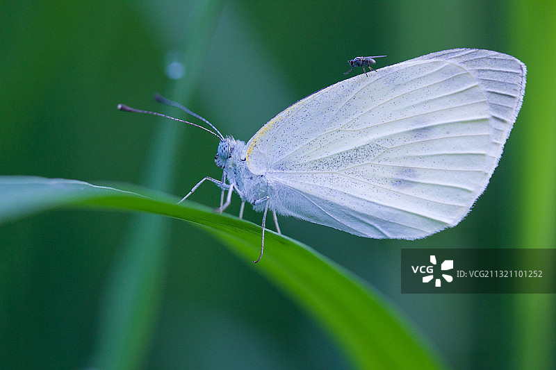 昆虫·蝴蝶图片素材
