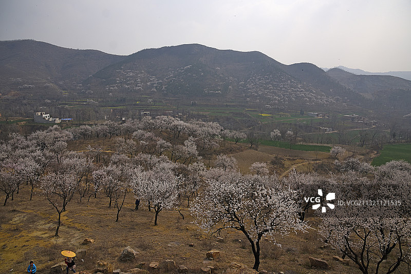 河南汝州山区千年古杏树图片素材