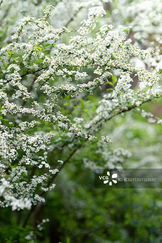 浙江杭州西湖春天日出花雪柳图片素材