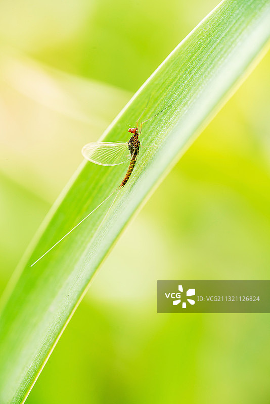 《蜉蝣》图片素材