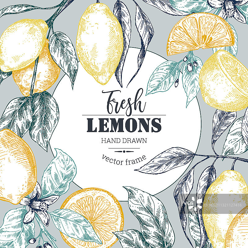 手绘新鲜柠檬树边框图片素材