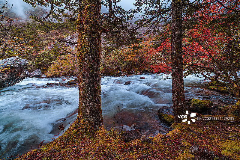 川西木格措景区秋色图片素材