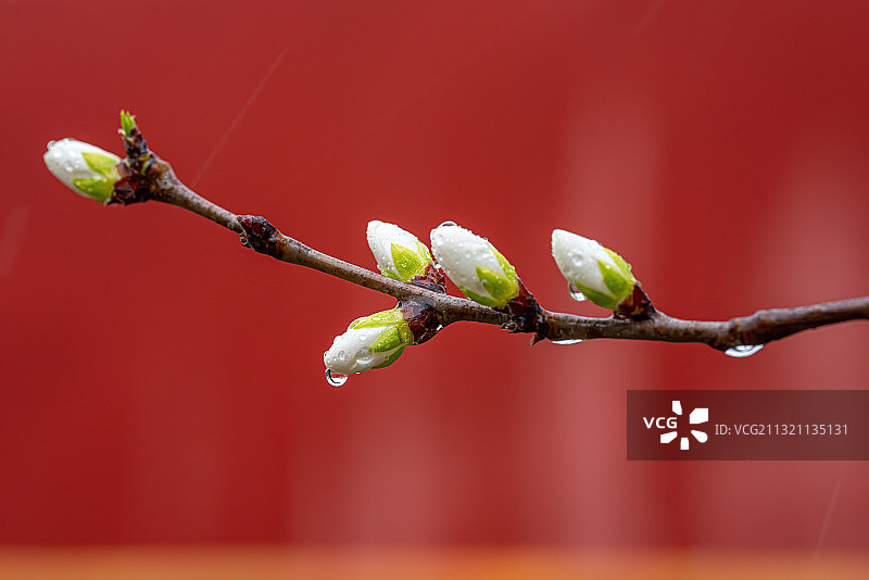故宫红墙映衬下的白色山桃花蓓蕾图片素材