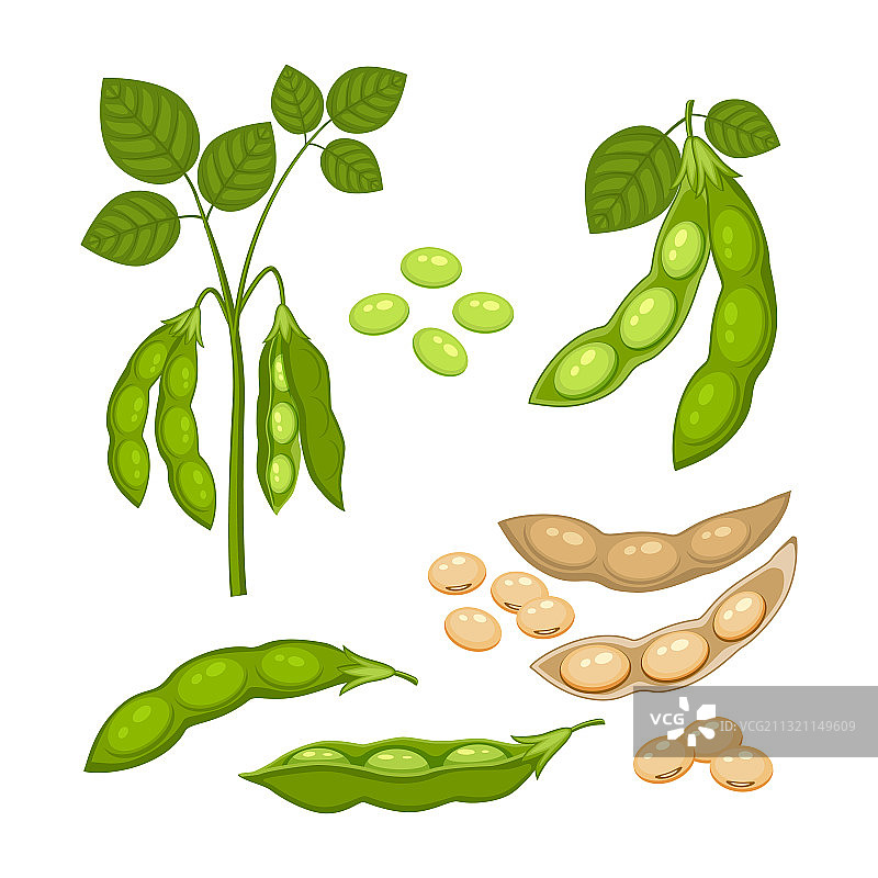 带成熟豆荚的绿色大豆植物图片素材