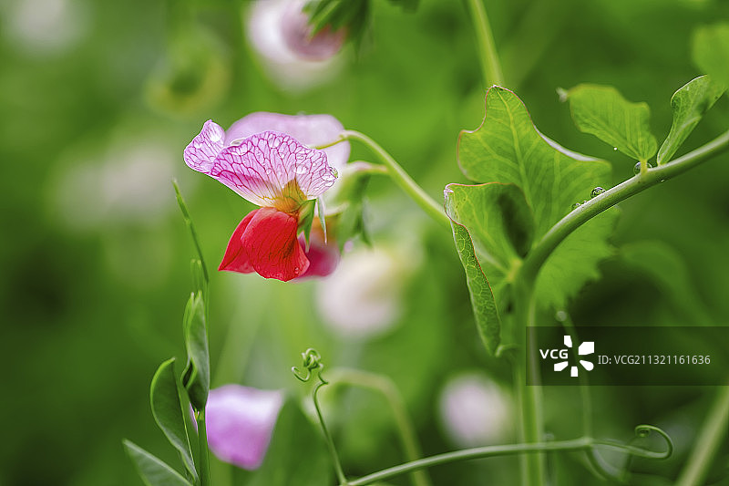 碗豆花开图片素材
