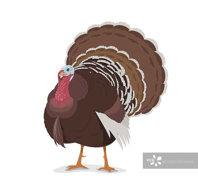 卡通火鸡家禽农场吉祥物图片素材