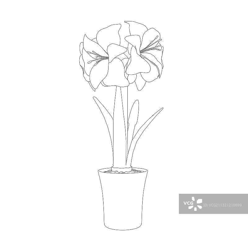 黑色花盆朱顶红轮廓图图片素材