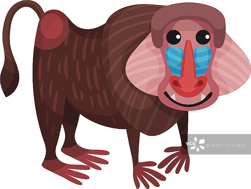 非洲山魈猴子或彩色灵长类动物图片素材