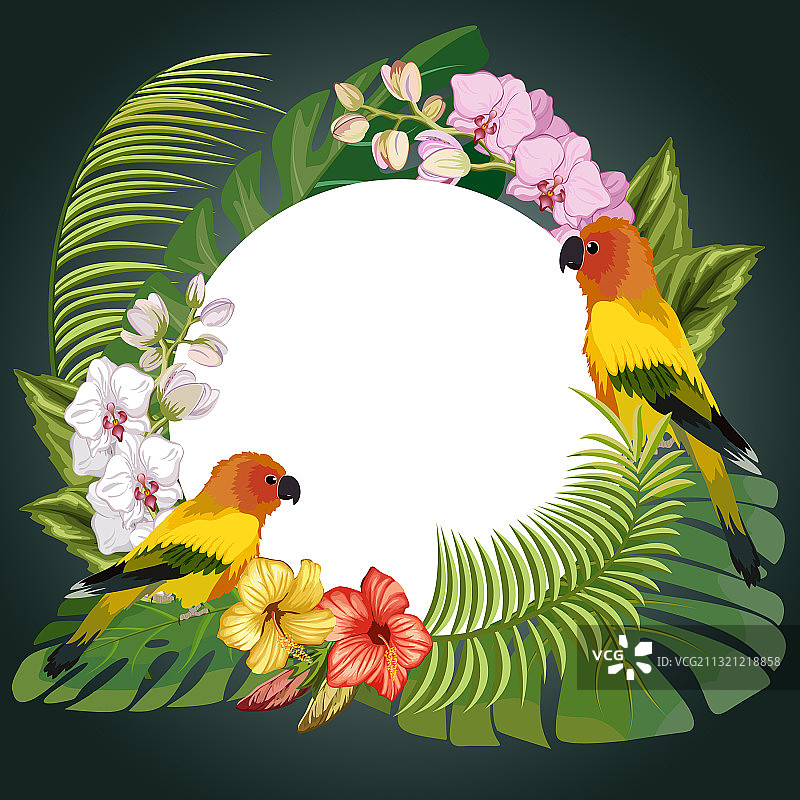 彩色背景上的鹦鹉和树叶图片素材