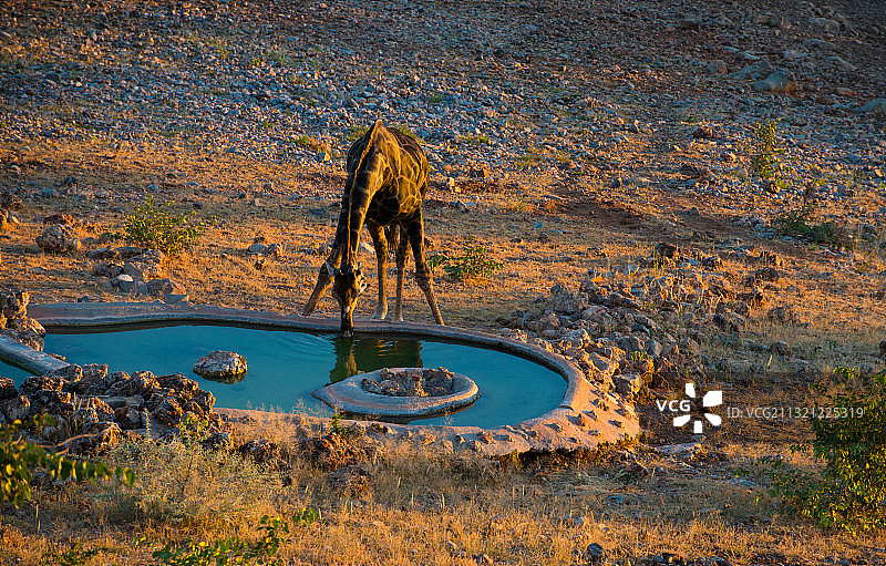 埃托沙(Etosha)国家公园长颈鹿图片素材