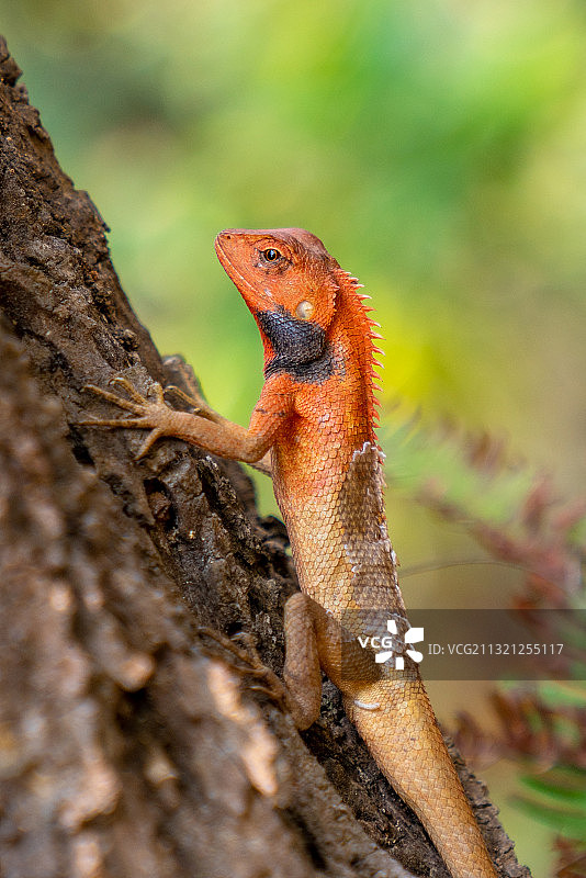 深圳七娘山-树蜥图片素材