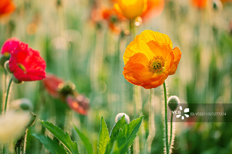 花开的声音图片素材