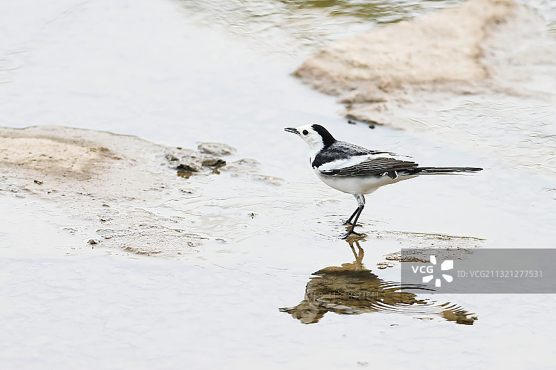 南汇新城海滩-灰鹡鸰 上海图片素材