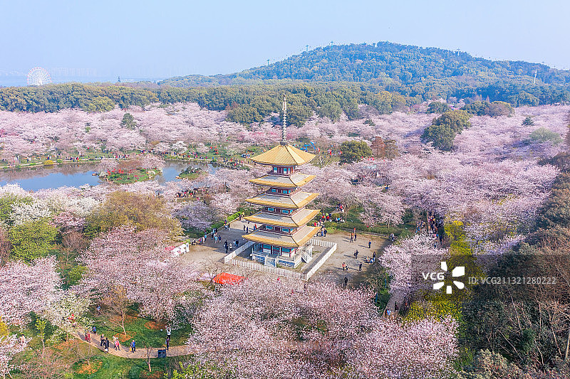 武汉东湖樱花园樱花与五重塔图片素材