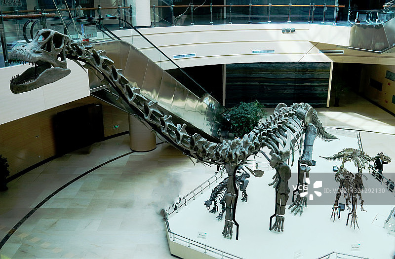 河北省张家口地质博物馆以及主题展览的一部分展品。图片素材