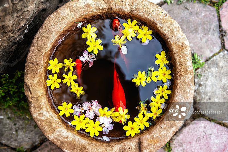 水井里的金鱼和黄色花瓣图片素材