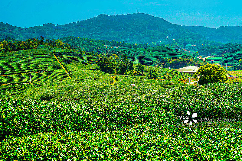 茶山采茶图片素材