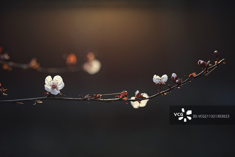 紫叶李图片素材