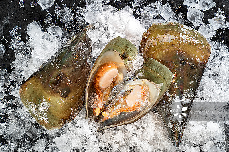 贝壳类图片素材