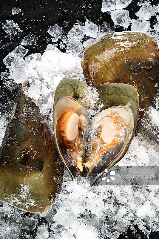 贝壳类图片素材