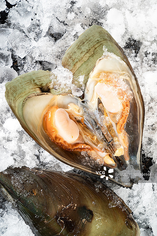 贝壳类图片素材