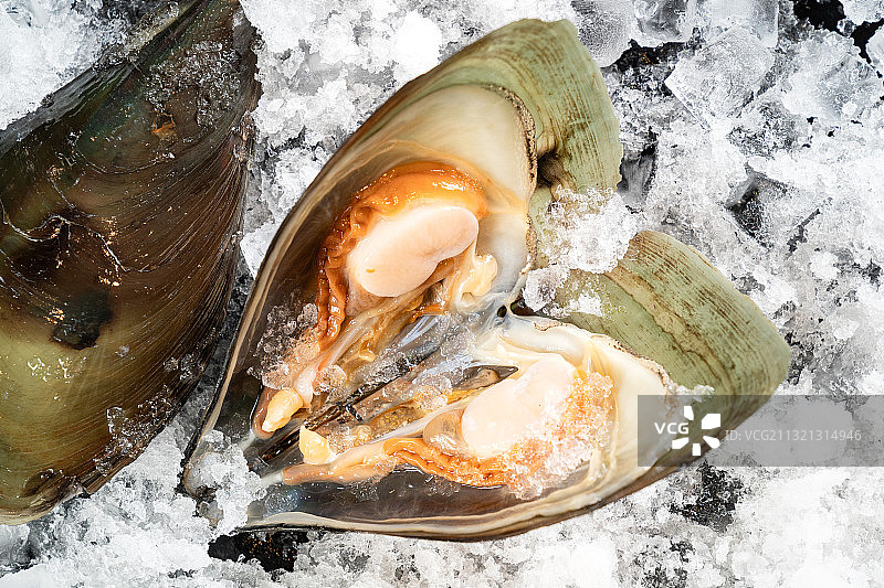 贝壳类图片素材