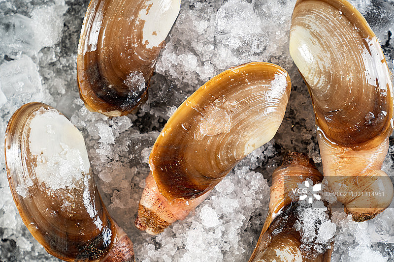 贝壳类图片素材