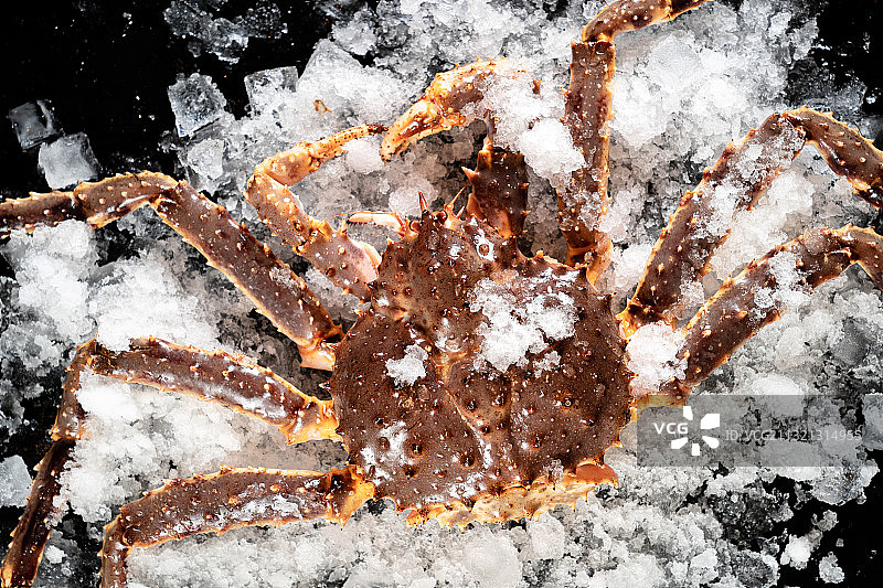 帝王蟹图片素材