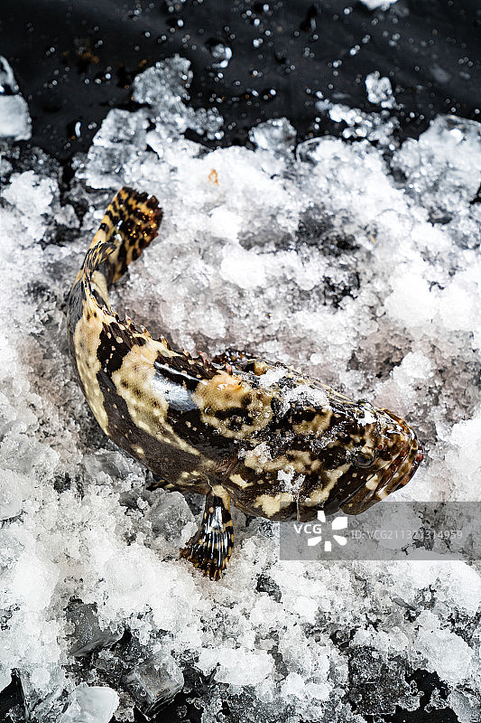 龙胆鱼石斑鱼图片素材