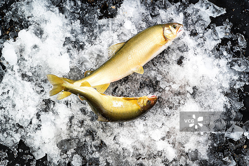 无骨鱼图片素材